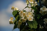 09 04498 Rosa canina